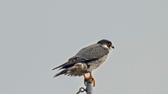 Falco peregrinus