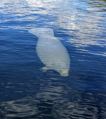 Trichechus manatus latirostris