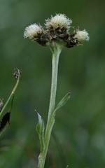 Antennaria carpatica