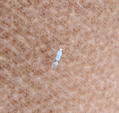 Argyresthia curvella
