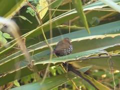 Hypargos niveoguttatus