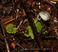Corybas cheesemanii