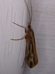 Limnephilus ornatus