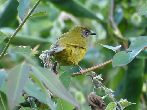 Subspecies Arizelocichla milanjensis olivaceiceps · iNaturalist