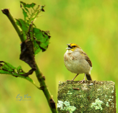 Ammodramus aurifrons