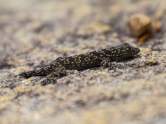 Hemidactylus yajurvedi
