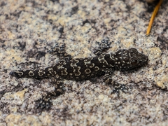 Hemidactylus yajurvedi