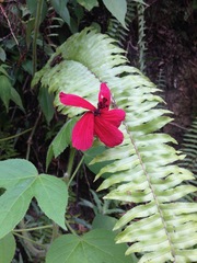 Hibiscus uncinellus