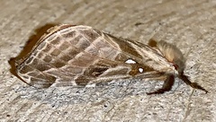 Sthenopis argenteomaculatus