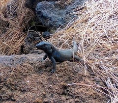 Gallotia galloti galloti