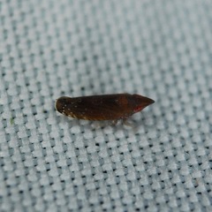 Scaphytopius rubellus