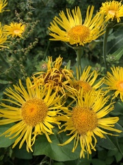 Inula helenium