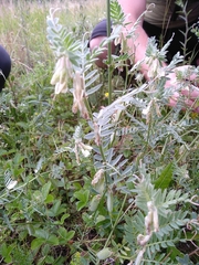 Vicia pannonica