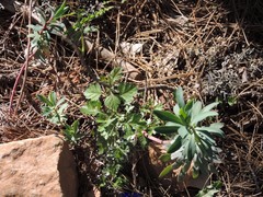 Euphorbia nicaeensis