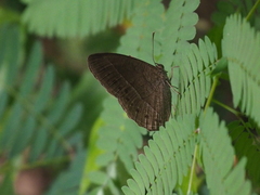 Mycalesis janardana