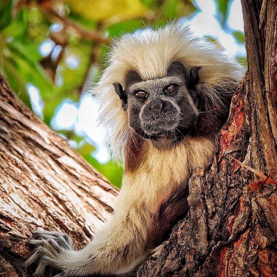 Macaco-Aranha, Wiki Mundo Animal