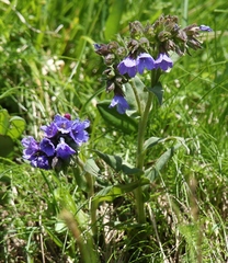 Pulmonaria australis