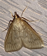Framinghamia helvalis
