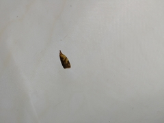Sparganothis pilleriana