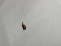 Sparganothis pilleriana