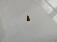 Sparganothis pilleriana