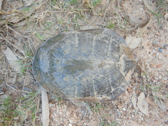 Chelodina canni
