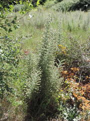 Echium italicum