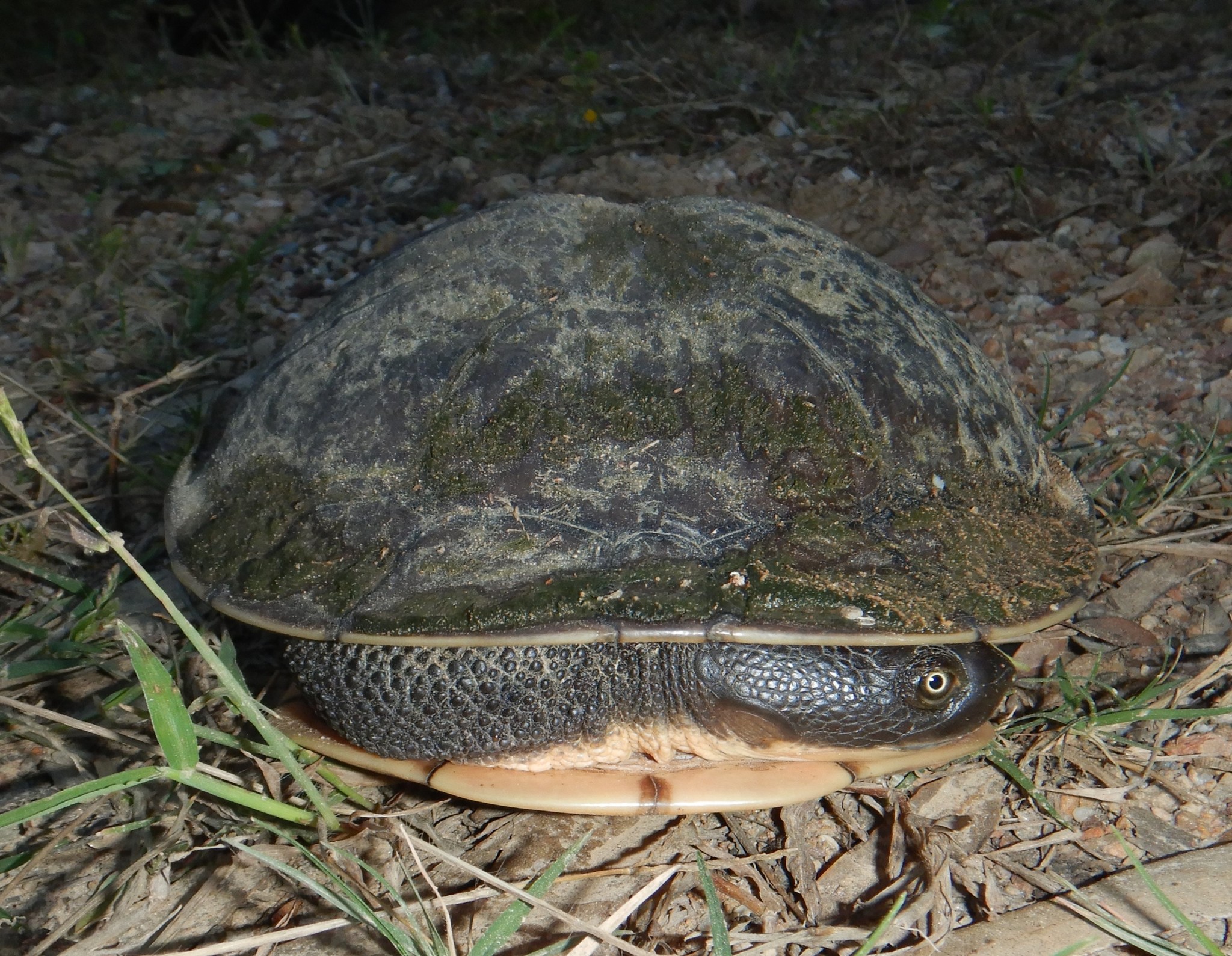 Chelodina canni Mccord & Thomson, 2002