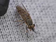 Haematopota pluvialis