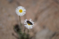 Acmaeodera bowditchi