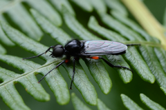 Bibio pomonae