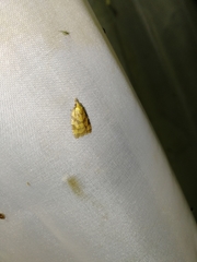 Sparganothis pilleriana