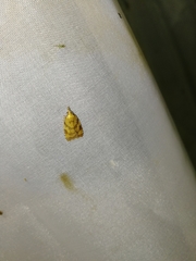Sparganothis pilleriana