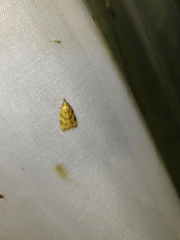 Sparganothis pilleriana