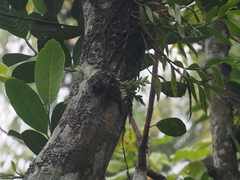 Dendrobium sagittatum