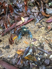 Euastacus sulcatus
