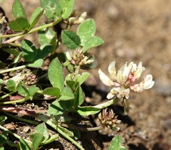 Trifolium pallescens