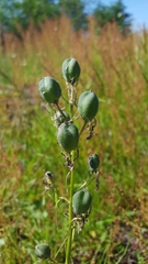 Camassia quamash