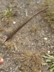 Hordeum bogdanii