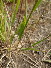 Hordeum bogdanii