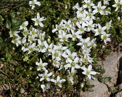 Arenaria ciliata