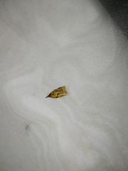 Sparganothis pilleriana