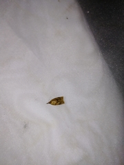 Sparganothis pilleriana