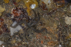 Ophiothrix
