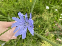 Cichorium intybus