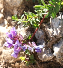 Oxytropis montana