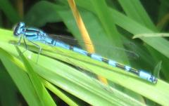 Coenagrion ornatum