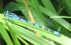 Coenagrion ornatum