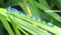 Coenagrion ornatum