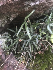 Doryopteris triphylla